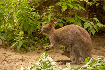 Kangaroo with baby in the zoo. Kangaroo is in captivity. Animals locked up.