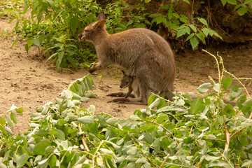 Kangaroo with baby in the zoo. Kangaroo is in captivity. Animals locked up.