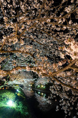 富山　松川べりの夜桜