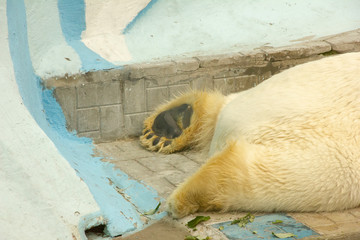 polar bear in captivity. bear sleeps on his belly in a zoo.