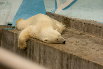 Obraz na płótnie Canvas polar bear in captivity. bear sleeps on his belly in a zoo.