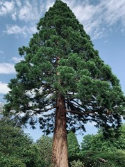 Fototapeta premium Redwood tree