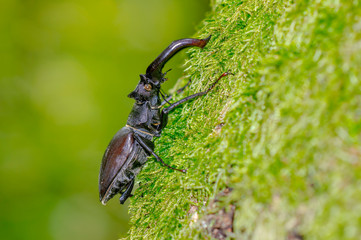 big stag beetle in green mossy maple forest