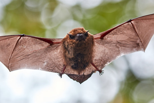 Zwergfledermaus fliegt  in einem lichten Wald
