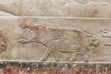 Scenes in Saqqara Necropolis, Cairo, Egypt