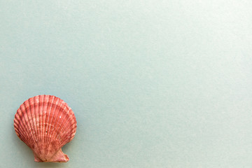 Shells isolated on a blue background