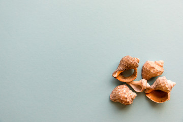 Shells isolated on a blue background
