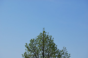 tree in the sky