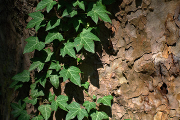 ivy on the tree,green, plant, leaf, nature,forest, fresh, natural, 
