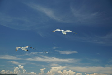 seagull flying Tokyo bay