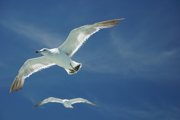 seagull flying Tokyo bay