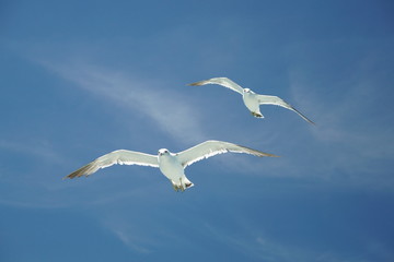 Obraz premium seagull flying Tokyo bay