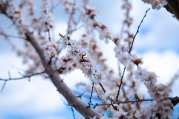 Blooming plum close-up on a background of blue sky. Spring white flowers.