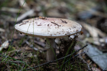 muschrooms
