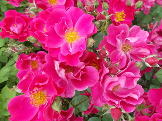  Blooming rose in the park