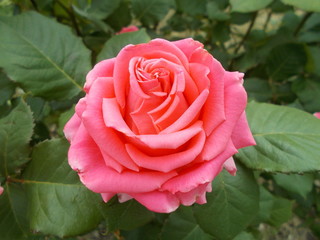  Blooming rose in the park