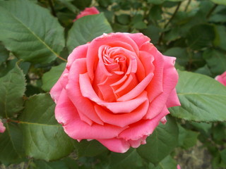  Blooming rose in the park