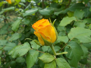  Blooming rose in the park