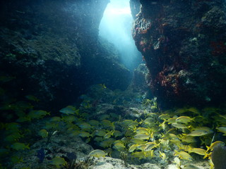 Naklejka na ściany i meble underwater cave with fish
