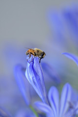 macro pic of bee on a blue flower saving pollen for  sweet honey