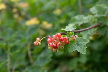 currant