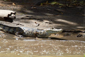 Alligator in Tortuguero National Park of Costa Rica