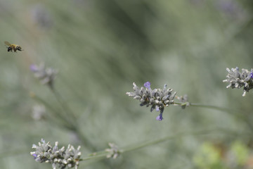 bee fly away from lavender flower