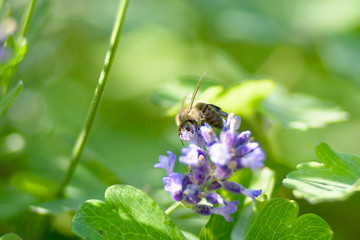 bee on flower