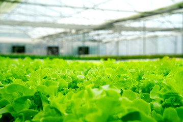 Green oaks lettuce in green house hydroponic farm. One of famous vegetable in salad dish. Nutrient and Health Benefits having a lot of Vitamin for human life. Healthy food concept. - Powered by Adobe