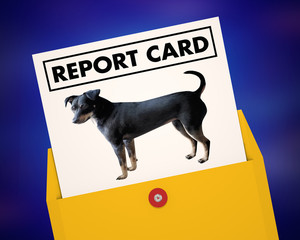 Dog Animal Pet Training Report Card Grade Score Graduation 3d Illustration