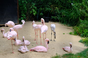 lesser flamingo or Phoenicoparrus minor