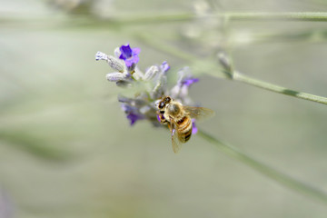 bee pollinate lavender flower blossom in summer nature 