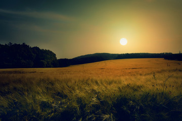Sunset on field of grain