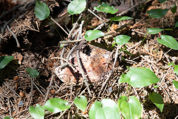 muschrooms