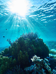 Early morning coral reef