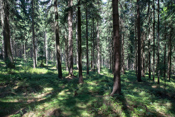  forest - wood