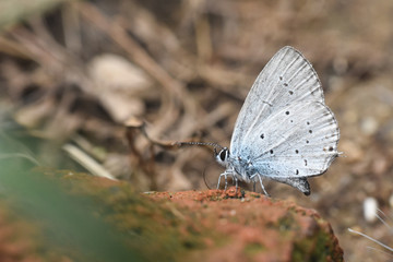 Butterfly Cupido decoloratus, Little blue butterfly. Eastern short-tailed blue butterfly