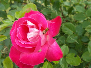  Blooming rose in the park