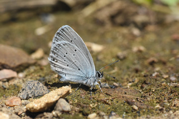 Butterfly Cupido decoloratus, Little blue butterfly. Eastern short-tailed blue butterfly