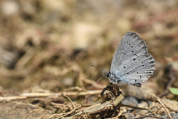 Butterfly Cupido decoloratus, Little blue butterfly. Eastern short-tailed blue butterfly