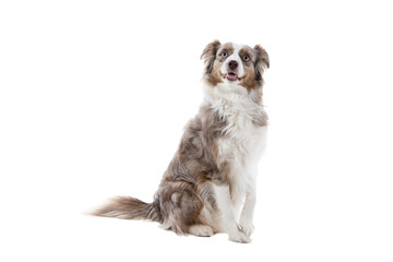 Brown and white Australian Shepherd dog sitting isolated in white background  looking up and giving paw