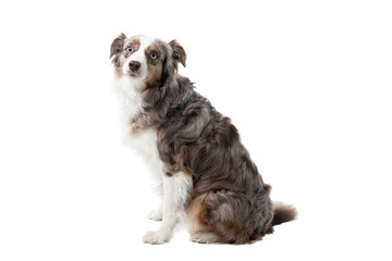 Brown and white Australian Shepherd dog sitting sideways isolated in white background  looking at the camera