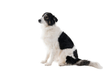 Black and white Australian Shepherd dog sitting isolated in white background  looking aside