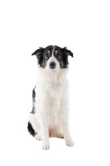 Black and white Australian Shepherd dog sitting isolated in white background  looking at the camera
