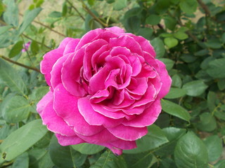  Blooming rose in the park