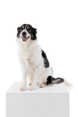 a Black and white Australian Shepherd dog sitting isolated in white background  looking front view