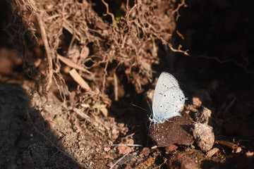 Butterfly Cupido decoloratus, Little blue butterfly. Eastern short-tailed blue butterfly