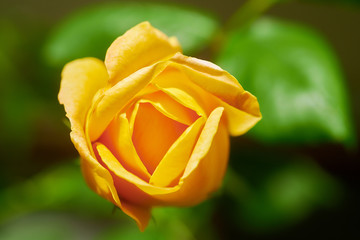 薔薇　ゴールデン・セレブレーション