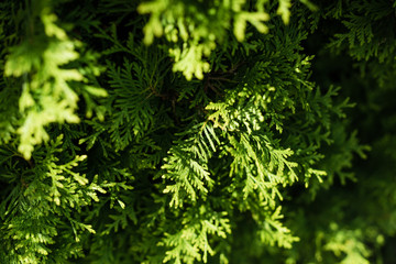 selective focus of sunshine on green fir tree with needles