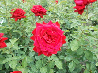  Blooming rose in the park